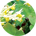 /uploads/images/bai-viet/thanhphan-congdung/dam-duong-hoac.png