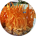 /uploads/images/bai-viet/thanhphan-congdung/dong-trung-ha-thao.png