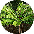 /uploads/images/bai-viet/thanhphan-congdung/mat-nham.png