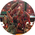 /uploads/images/bai-viet/thanhphan-congdung/nam-toa-duong.png